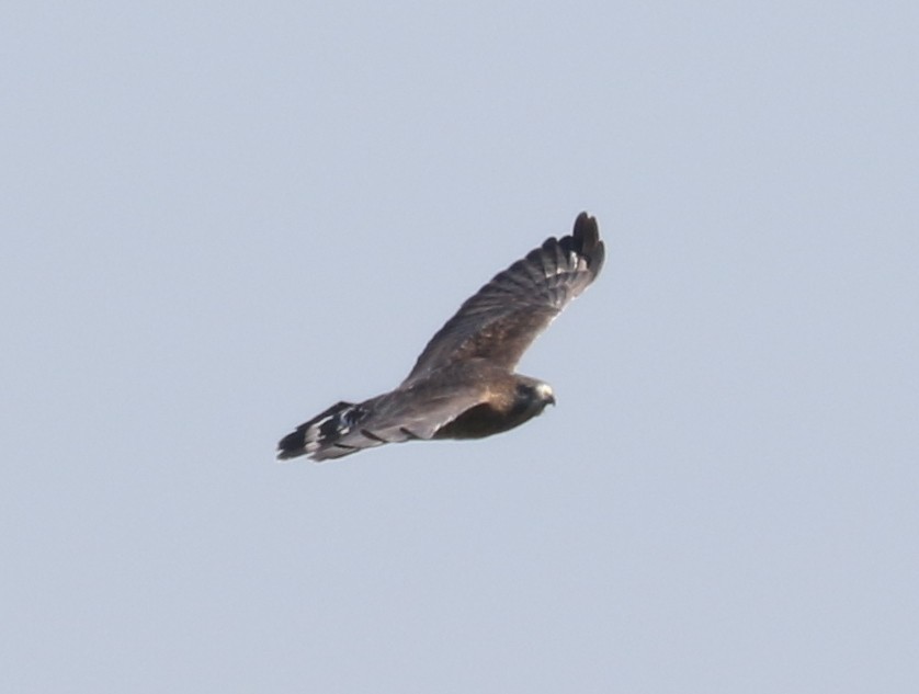 Broad-winged Hawk - ML642785112