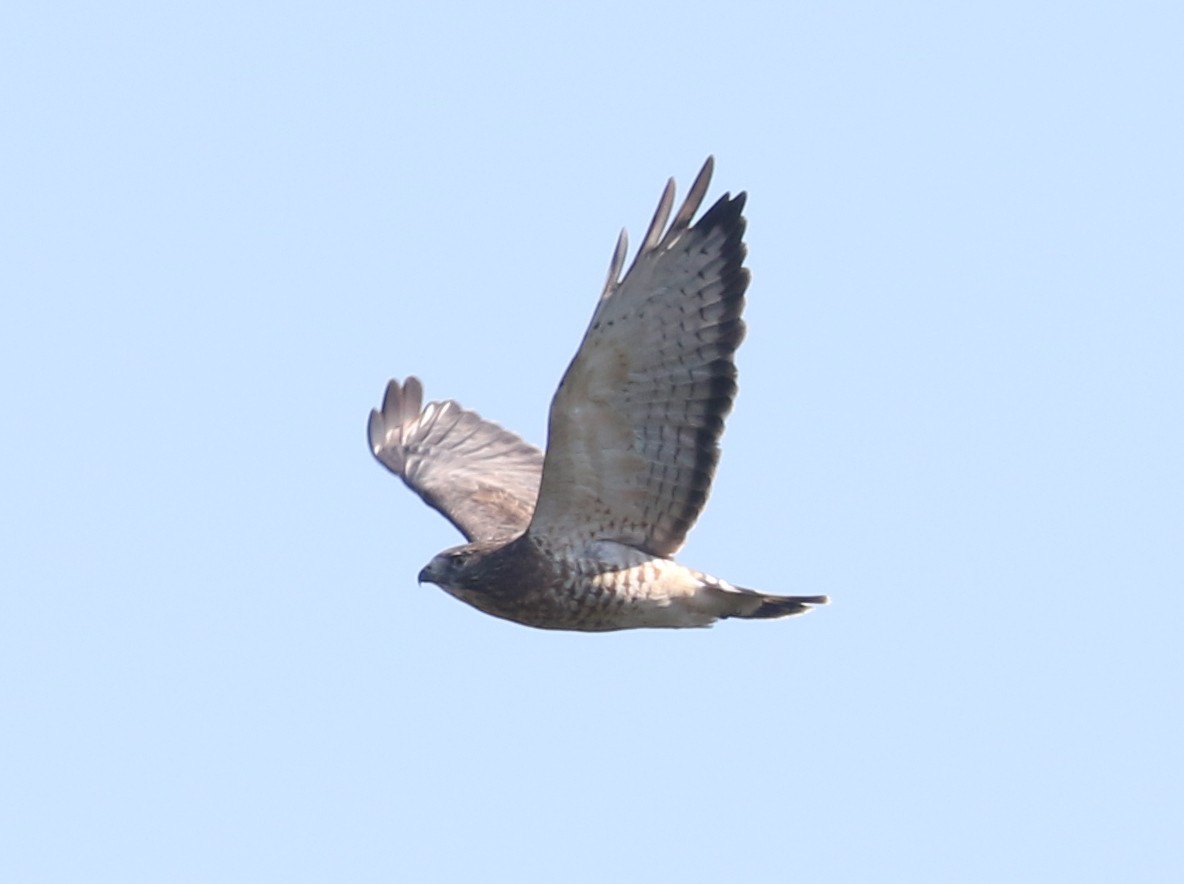 Broad-winged Hawk - Bobby Brown