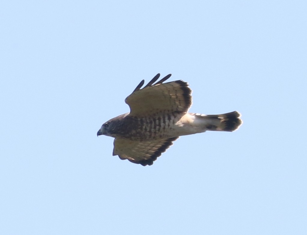 Broad-winged Hawk - ML642785116