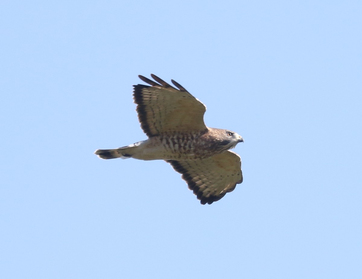 Broad-winged Hawk - ML642785118