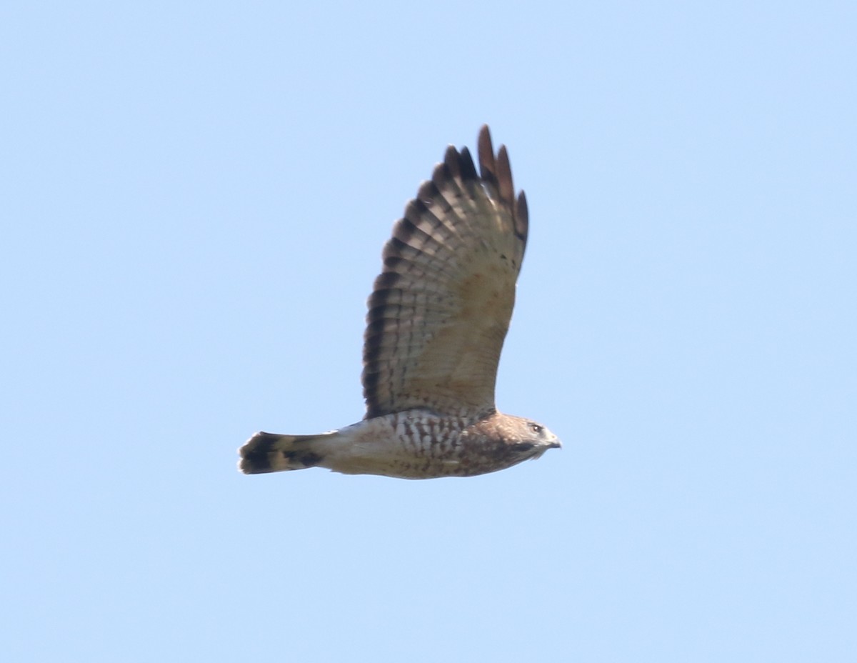 Broad-winged Hawk - ML642785119