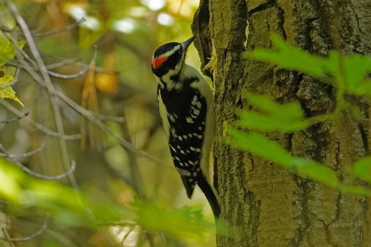 Hairy Woodpecker - ML642785129