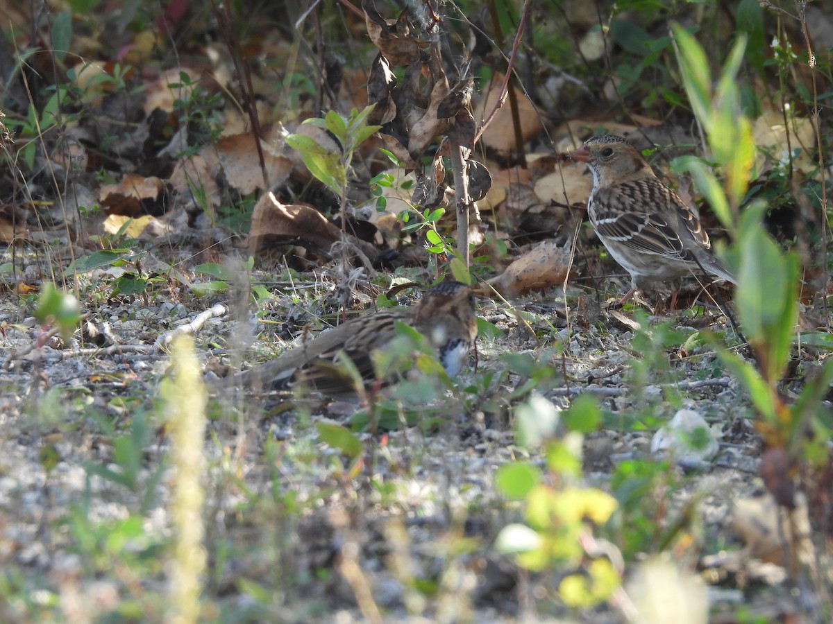 Harris's Sparrow - ML642785135