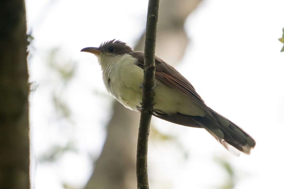 Yellow-billed Cuckoo - ML642785153