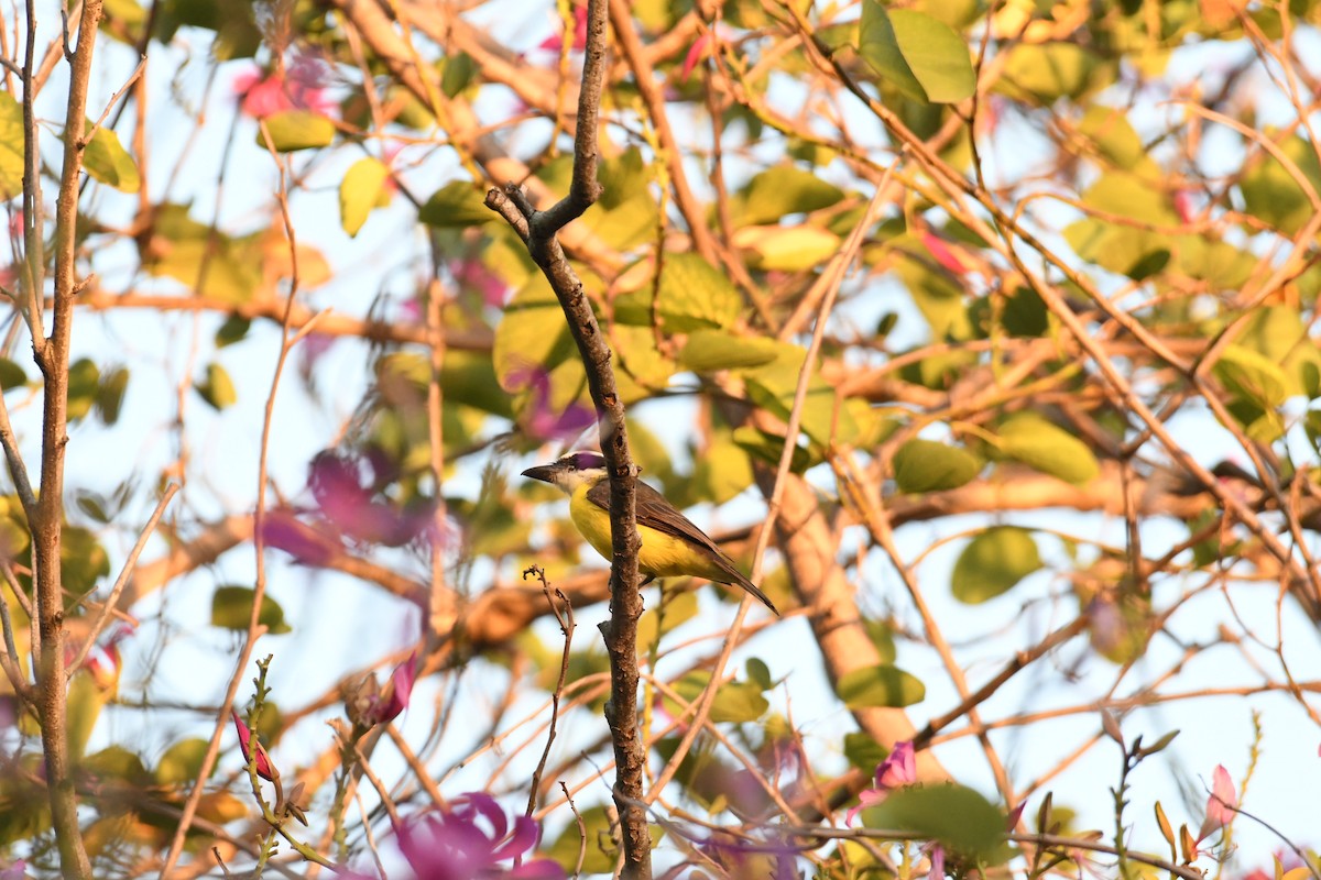 Boat-billed Flycatcher (South American) - ML642785154