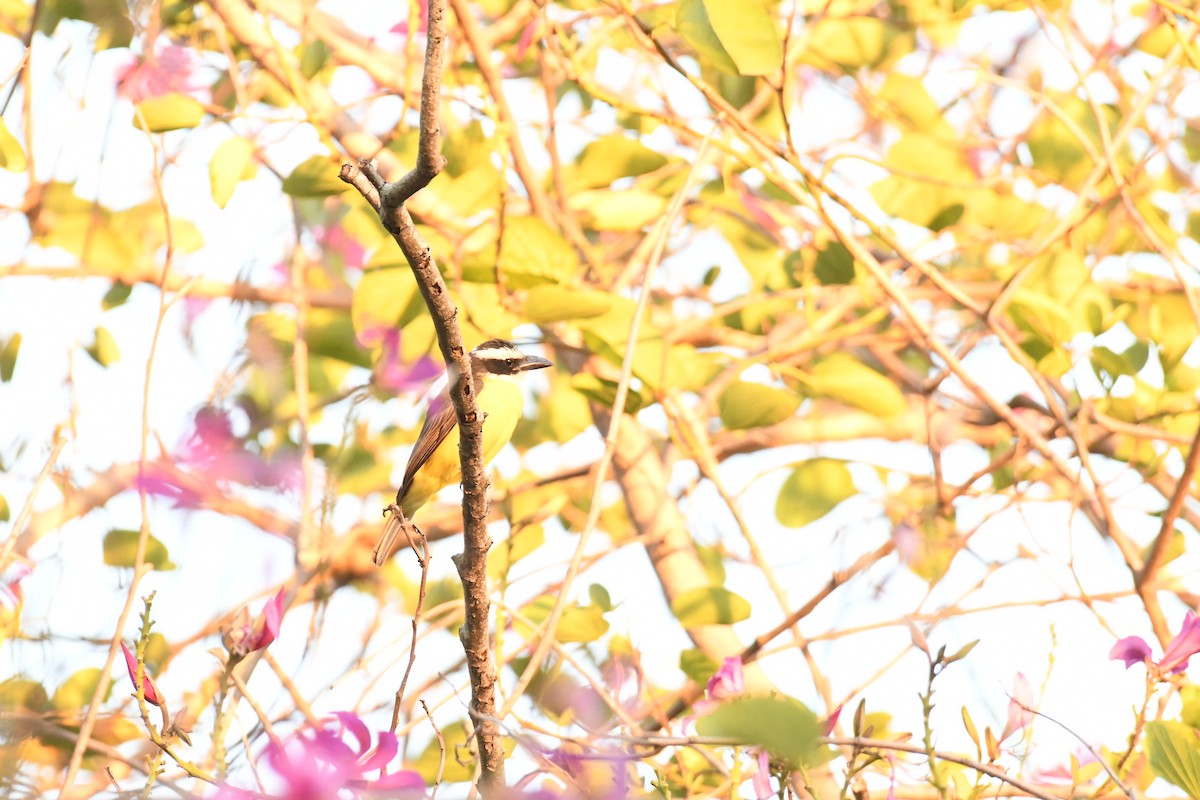 Boat-billed Flycatcher (South American) - ML642785155