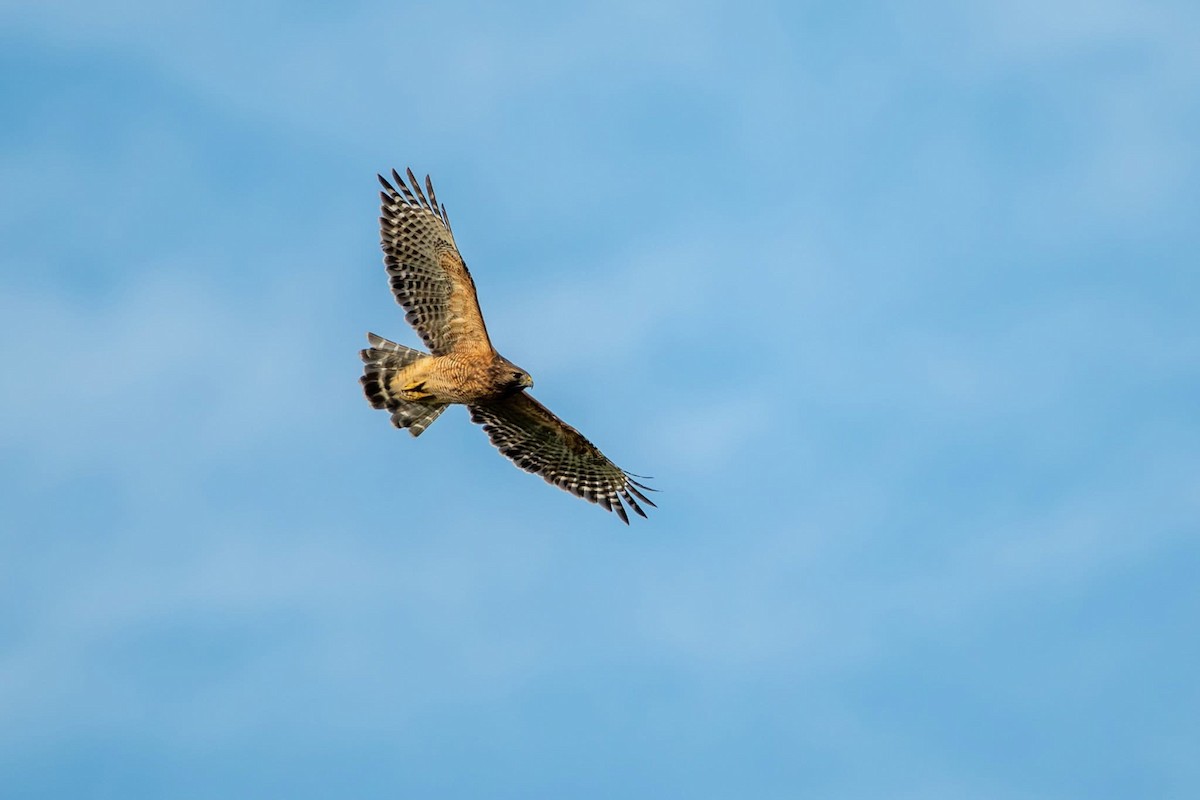 Red-shouldered Hawk - ML642785162