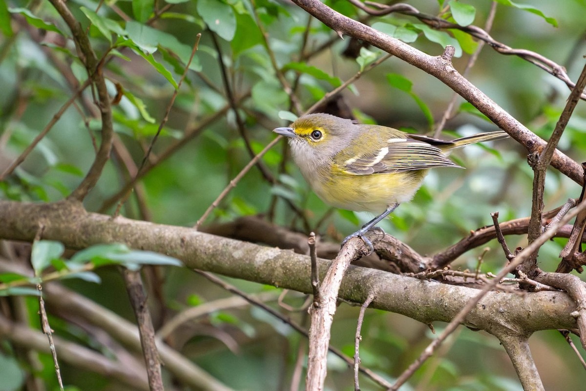 White-eyed Vireo - ML642785173