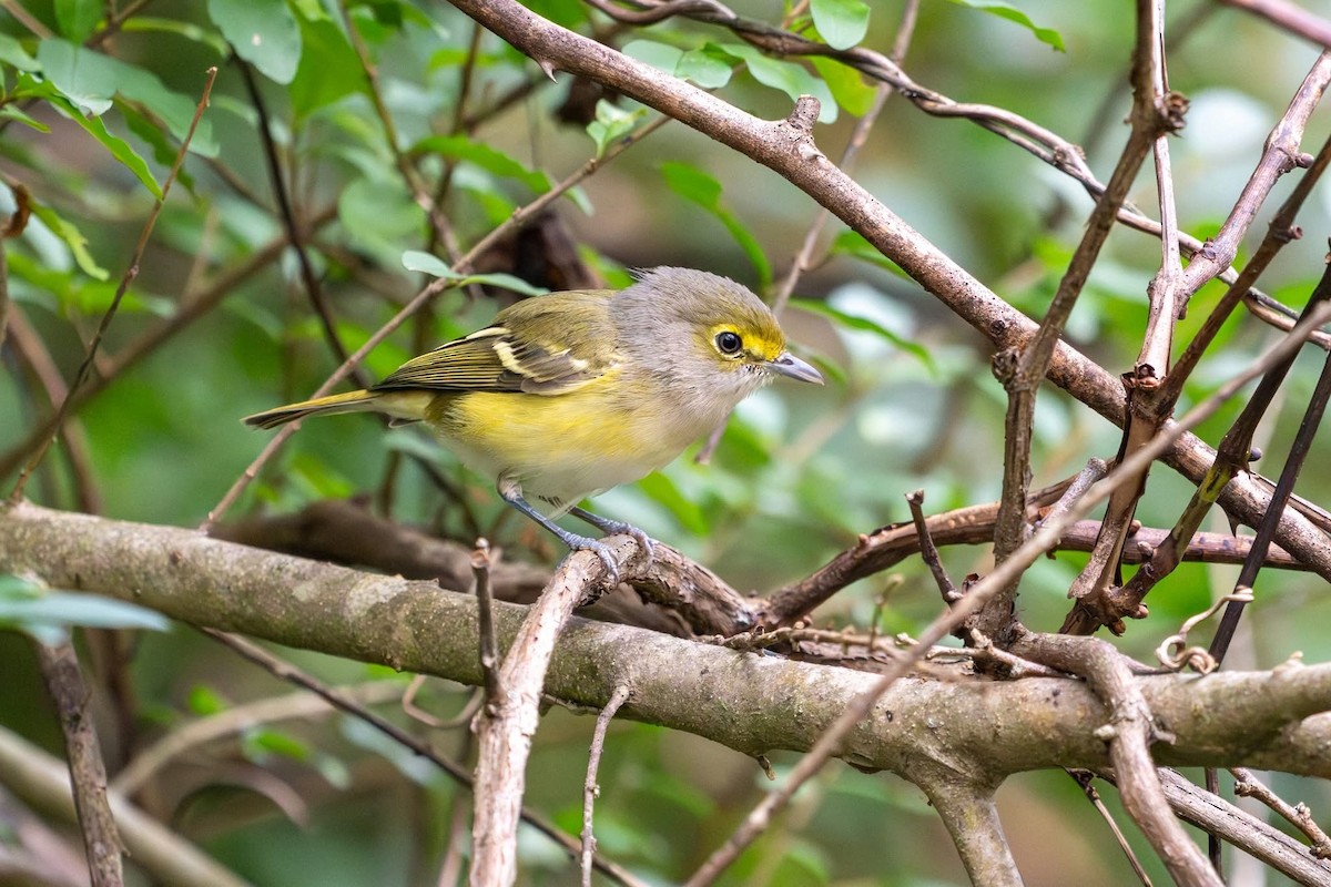 White-eyed Vireo - ML642785174