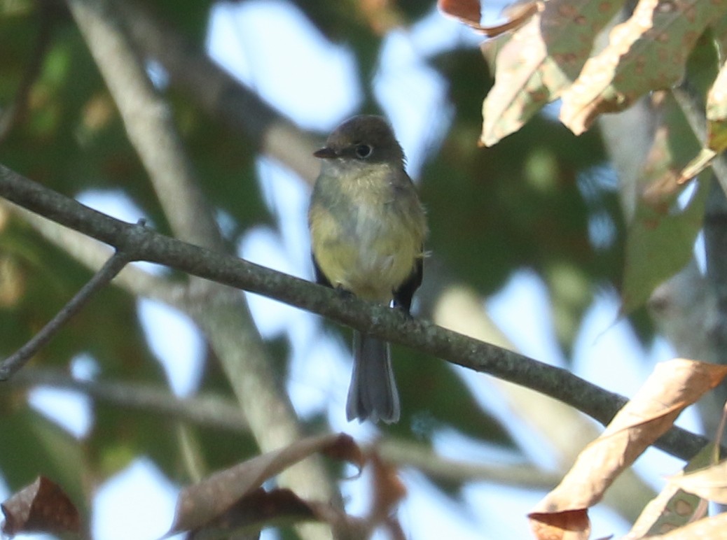 Least Flycatcher - ML642785179
