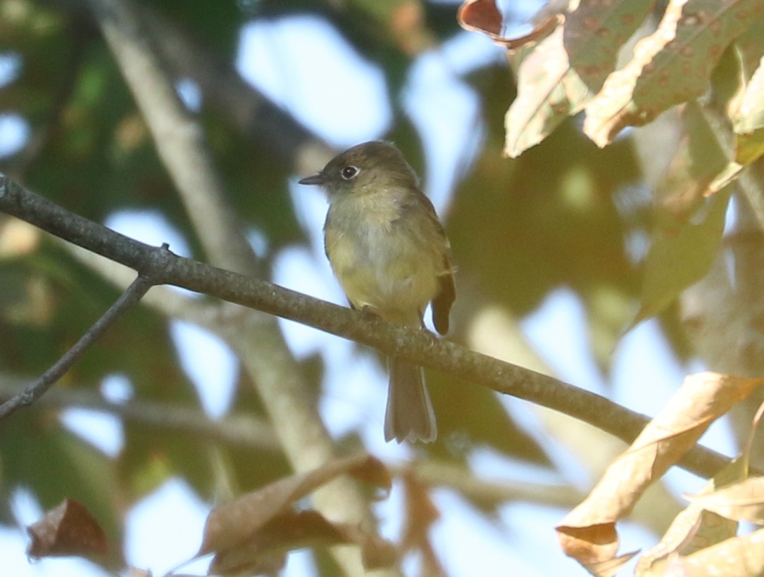 Least Flycatcher - ML642785180