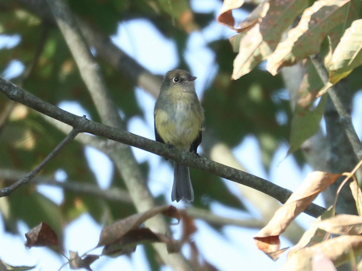 Least Flycatcher - ML642785181