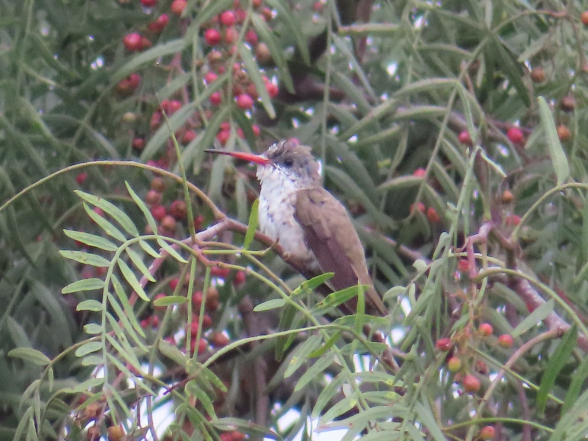 Violet-crowned Hummingbird - ML642785185