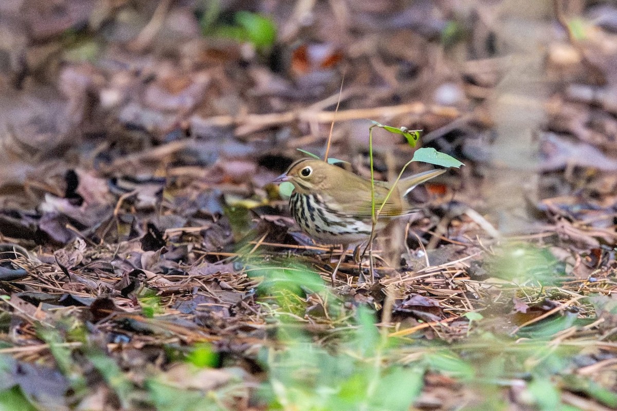 Ovenbird - ML642785188