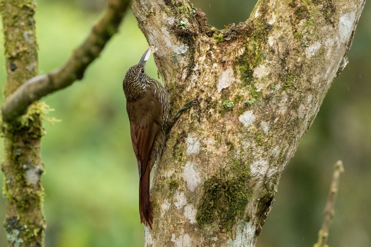 Montane Woodcreeper - ML642785198