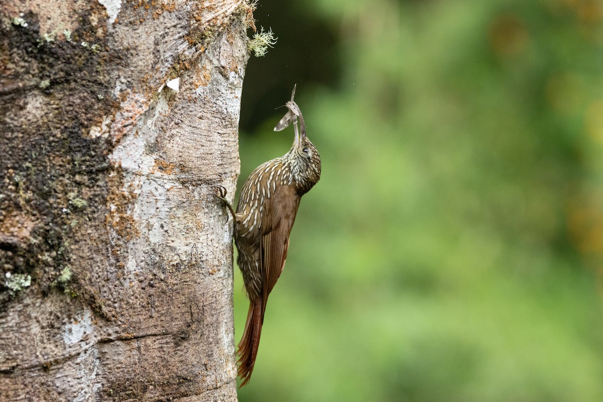 Montane Woodcreeper - ML642785199