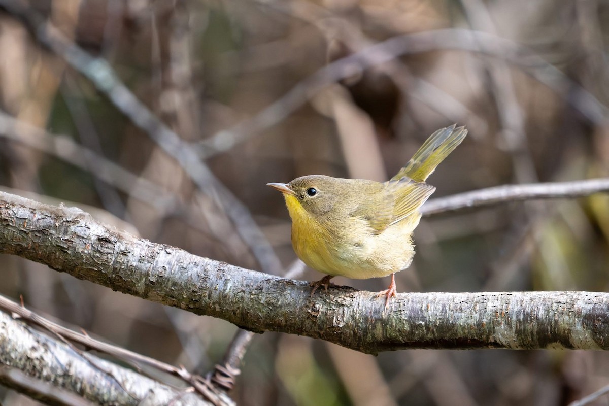 Common Yellowthroat - ML642785210
