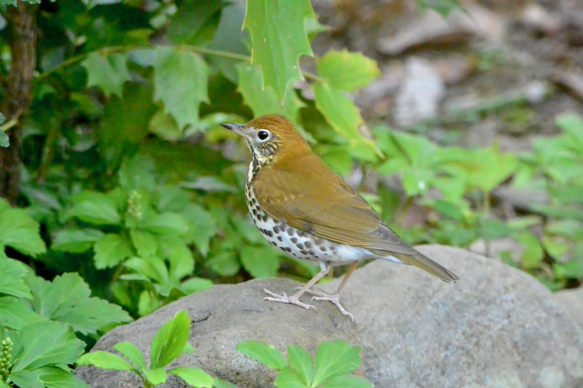 Wood Thrush - ML642785214