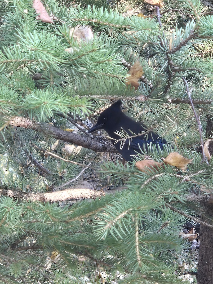 Steller's Jay - ML642785216