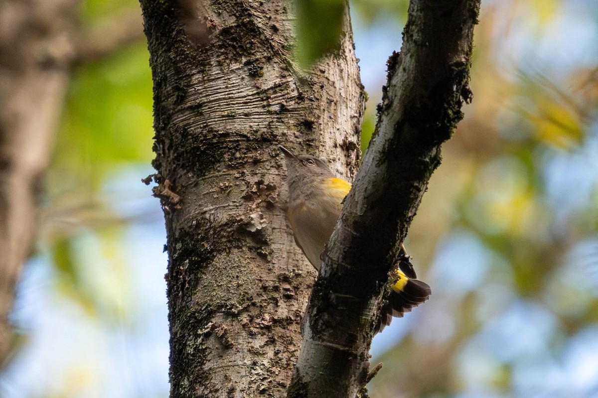 American Redstart - ML642785220