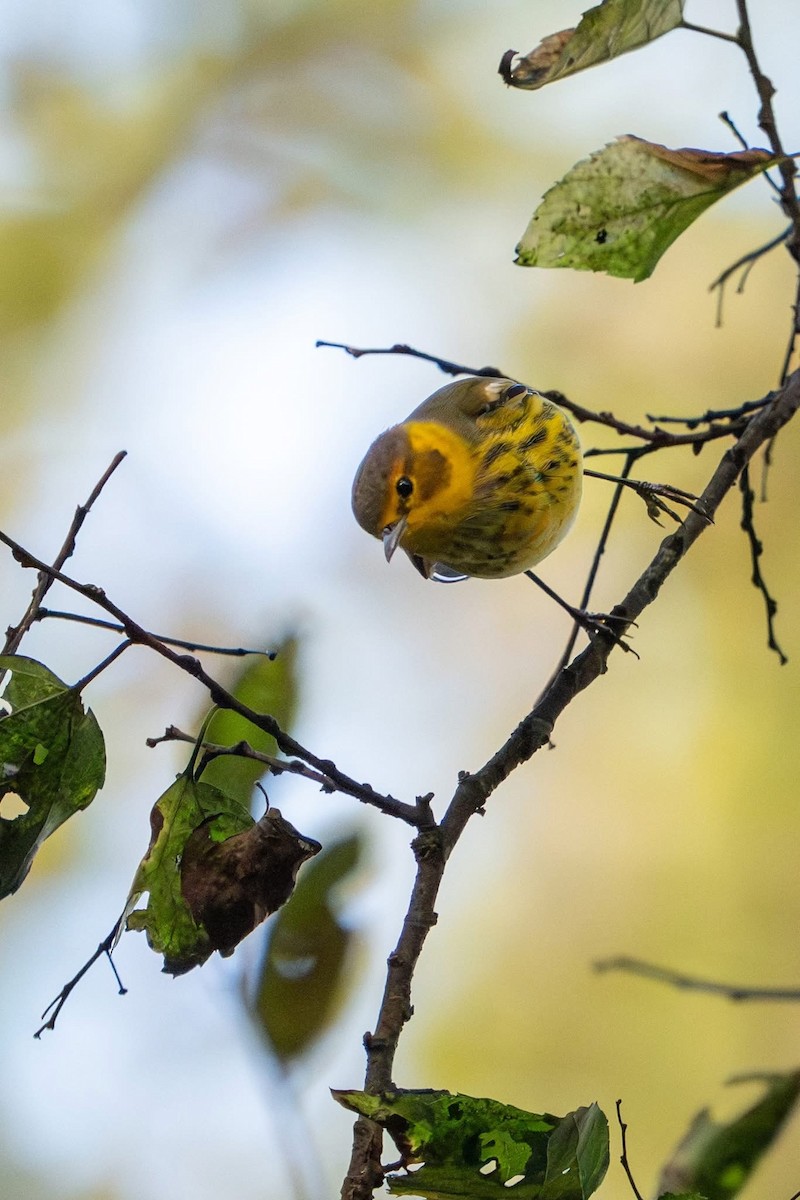 Cape May Warbler - ML642785227