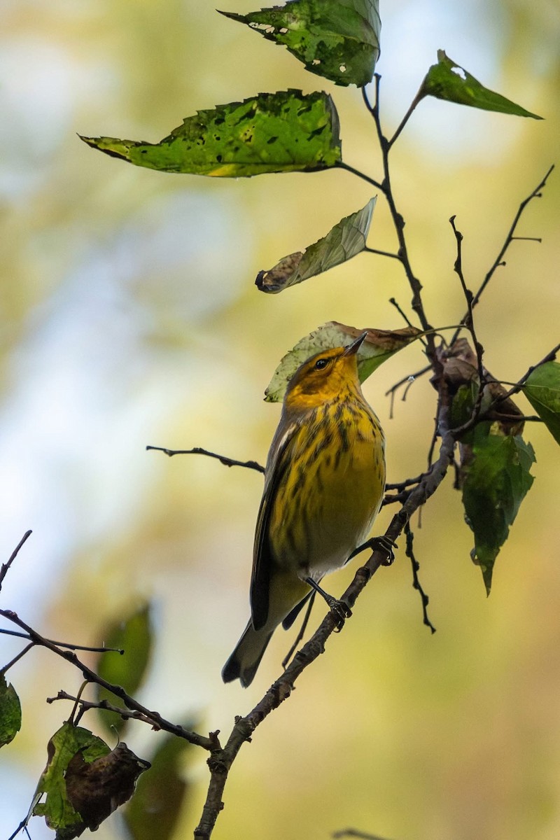 Cape May Warbler - ML642785228