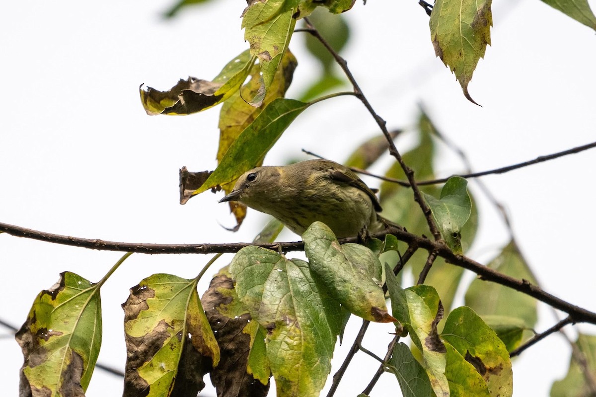 Cape May Warbler - ML642785229
