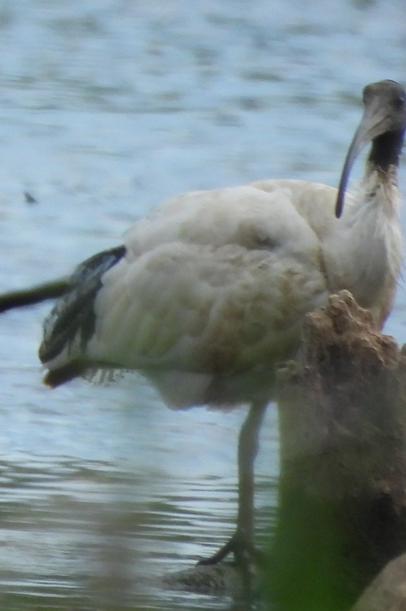 Australian Ibis - Suzanne Foley