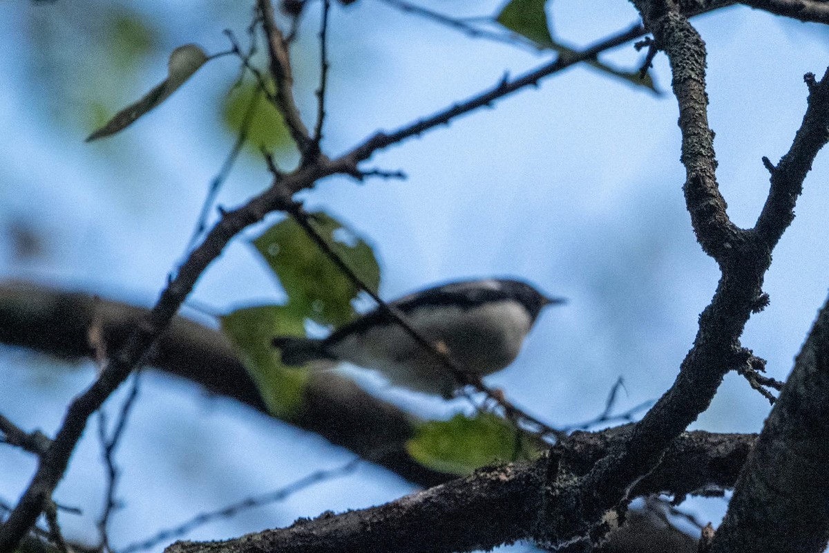 Black-throated Blue Warbler - ML642785237