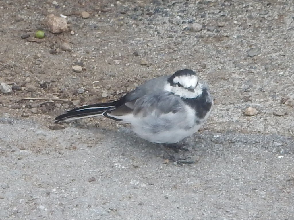 白鶺鴒 - ML642785238