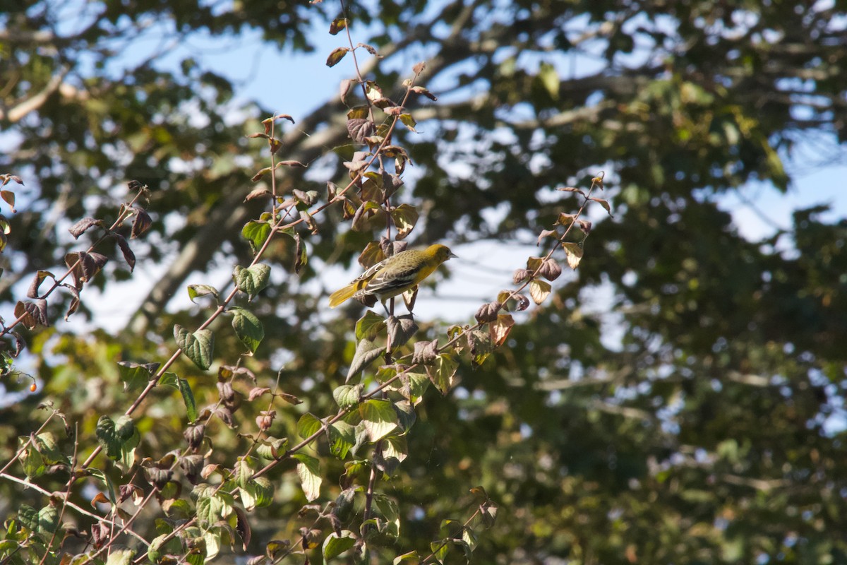 Baltimore Oriole - ML642785241