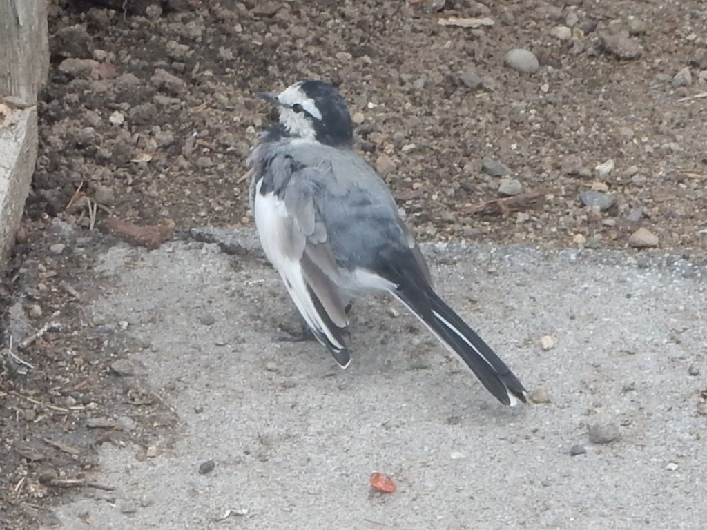 白鶺鴒 - ML642785247