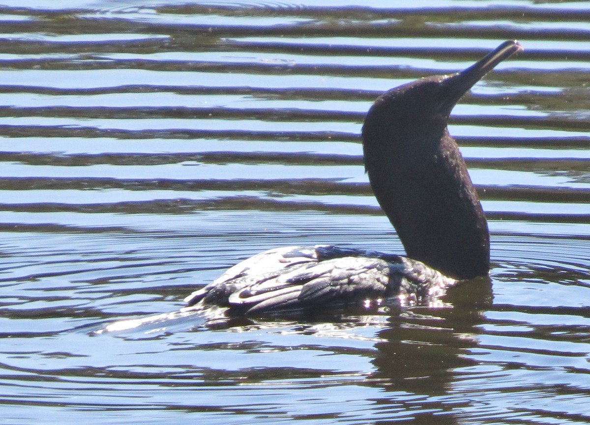 Little Black Cormorant - ML642785263