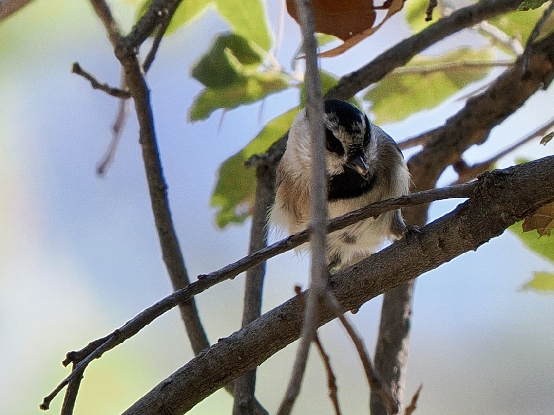 Mountain Chickadee - Kathi Marston