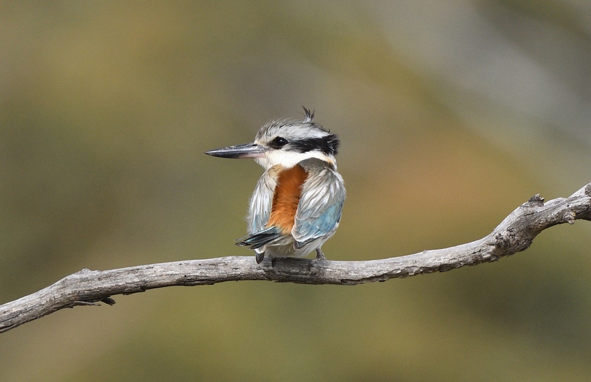 Red-backed Kingfisher - ML642785269