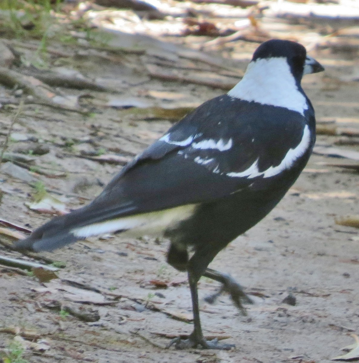 Australian Magpie (Black-backed) - ML642785271