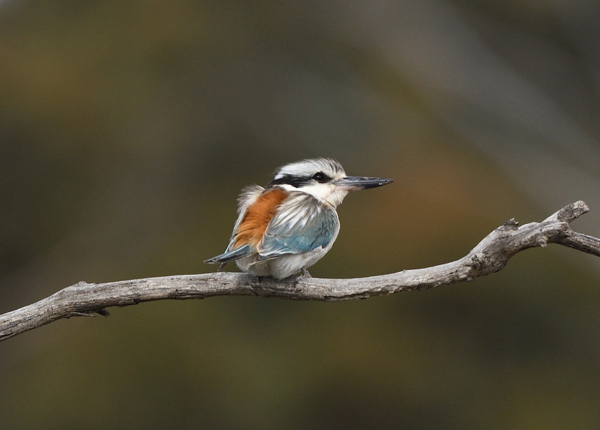 Red-backed Kingfisher - ML642785274