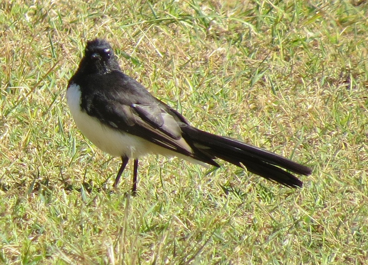 Willie-wagtail - ML642785275