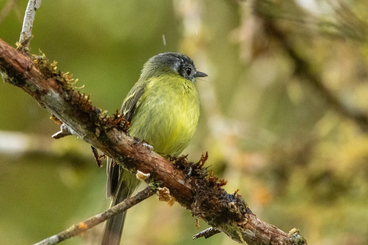 Marble-faced Bristle-Tyrant - ML642785277