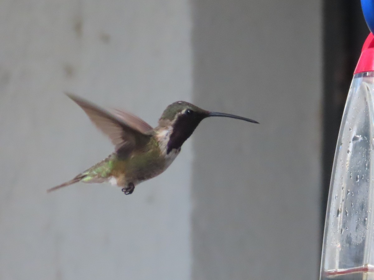 Lucifer Hummingbird - ML642785293