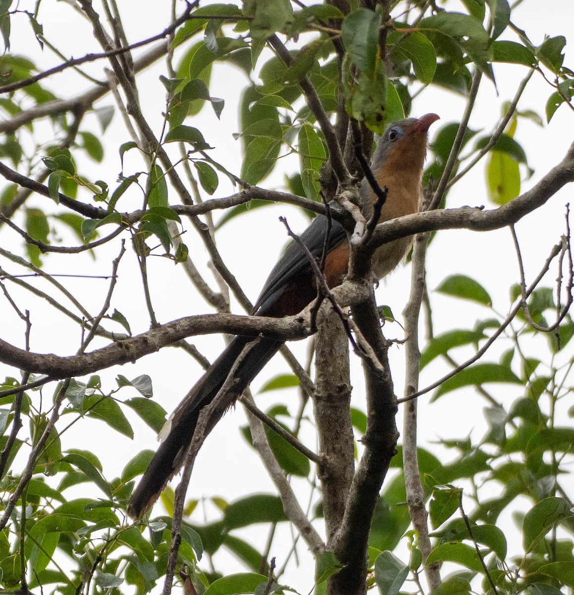 rødnebbmalkoha - ML642785303