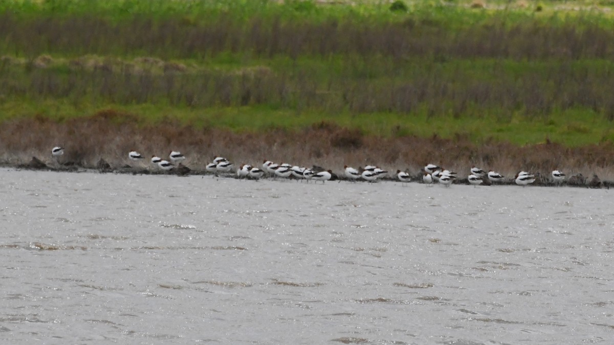 Red-necked Avocet - ML642785327