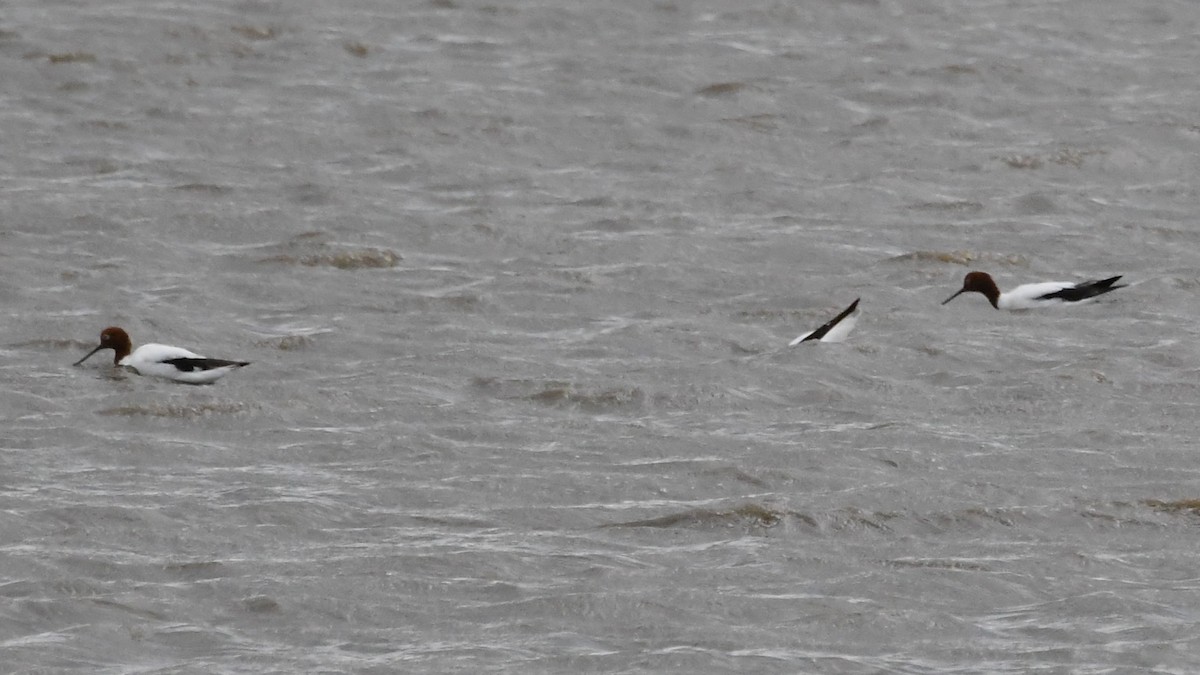Red-necked Avocet - ML642785334
