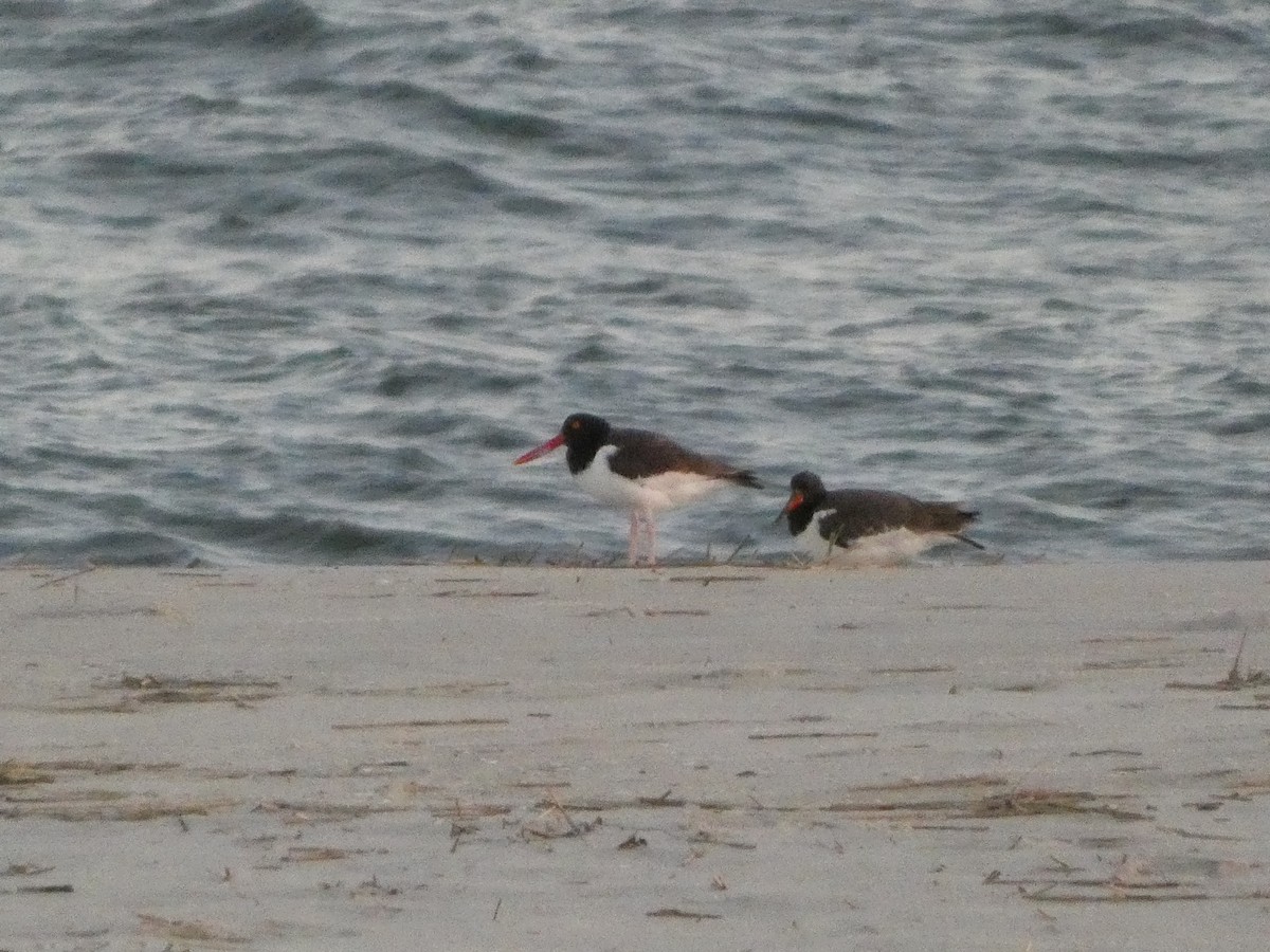 American Oystercatcher - ML642785335