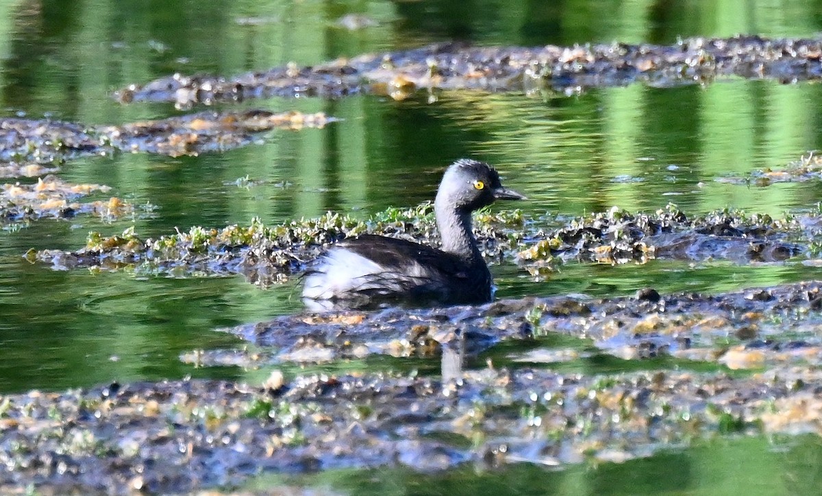 Least Grebe - ML642785337