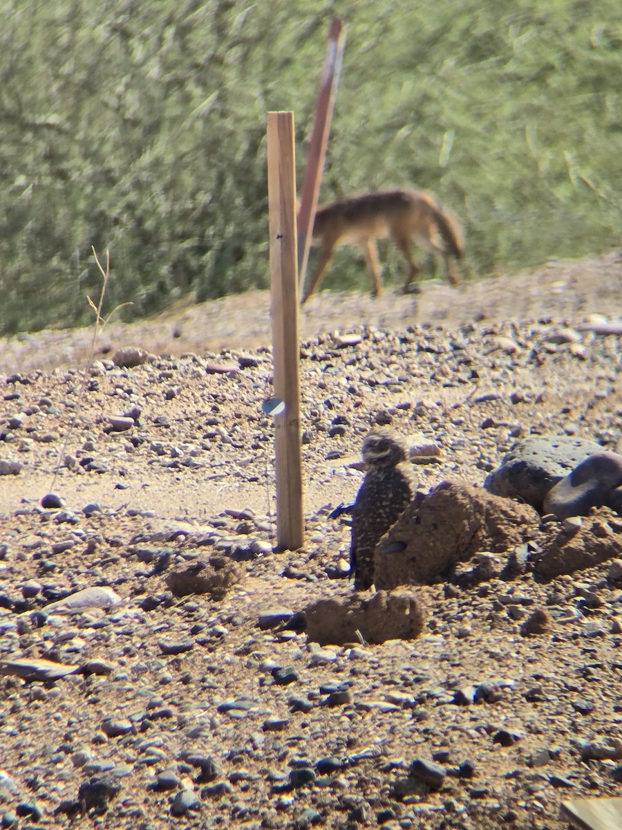 Burrowing Owl - ML642785352