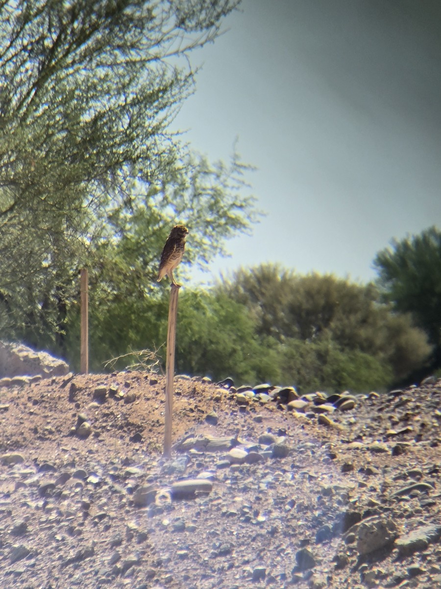Burrowing Owl - ML642785353