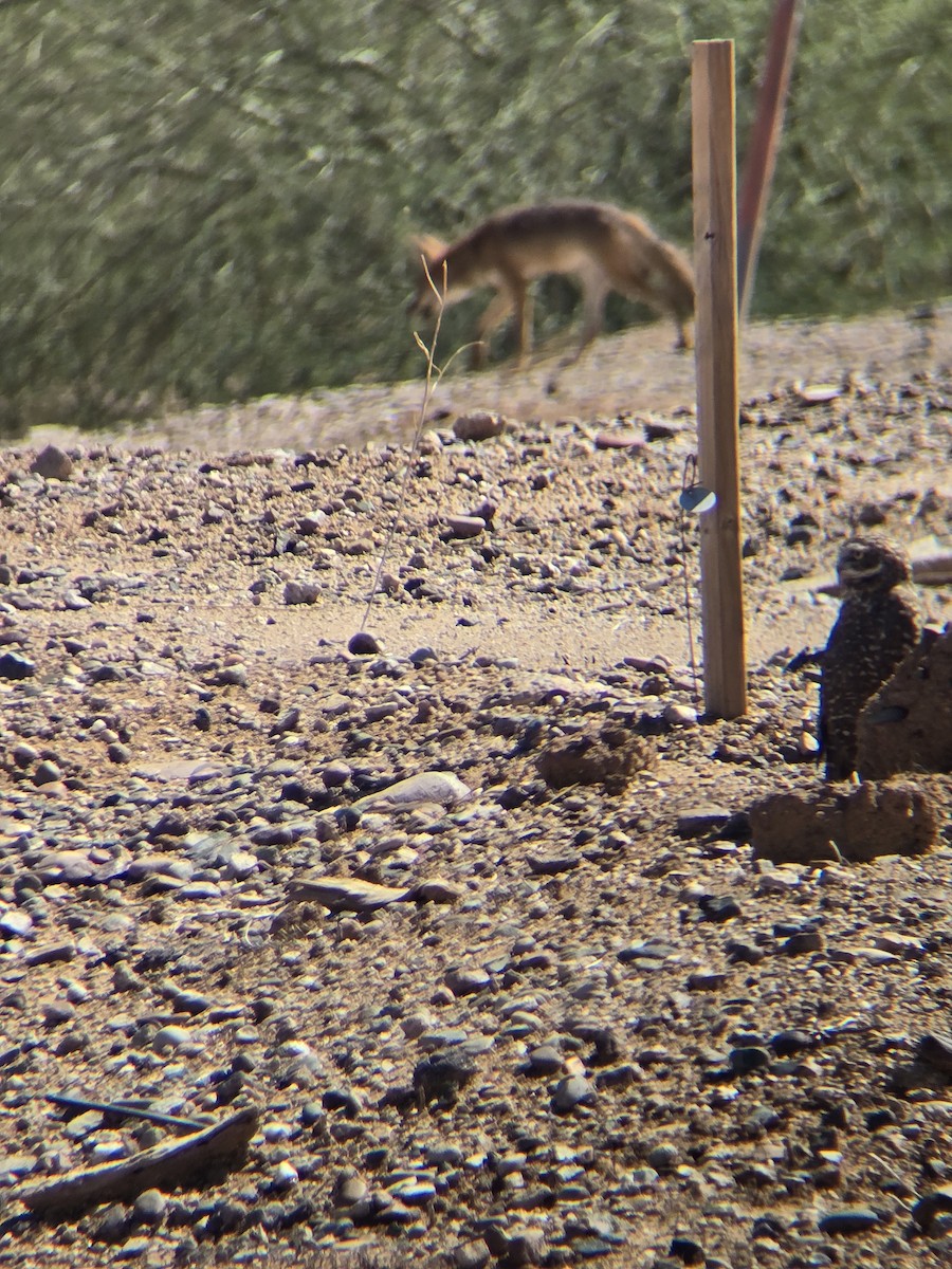 Burrowing Owl - ML642785354