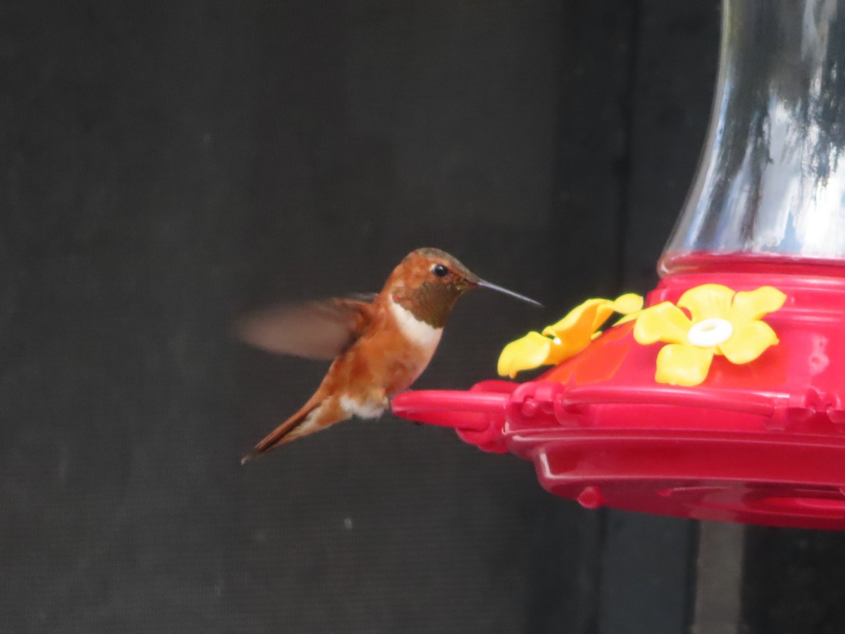 Rufous Hummingbird - ML642785367