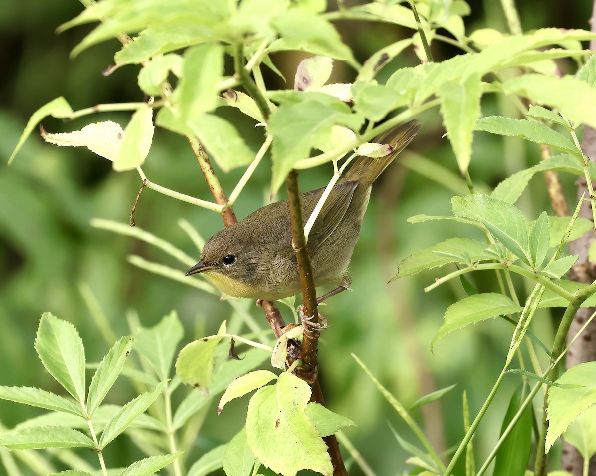 Common Yellowthroat - ML642785368